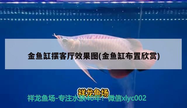 金魚缸擺客廳效果圖(金魚缸布置欣賞) 玫瑰銀版魚