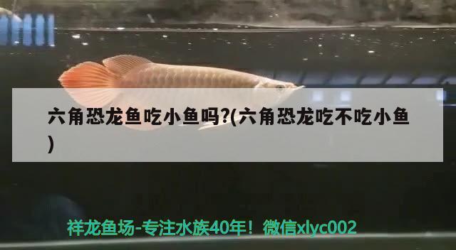 六角恐龍魚吃小魚嗎?(六角恐龍吃不吃小魚) 龍魚批發(fā)