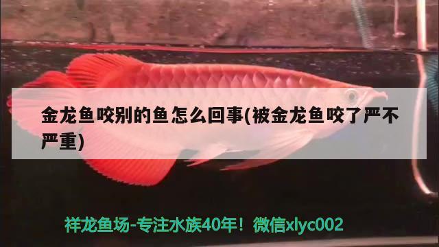 金龍魚咬別的魚怎么回事(被金龍魚咬了嚴(yán)不嚴(yán)重)