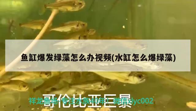 魚缸爆發(fā)綠藻怎么辦視頻(水缸怎么爆綠藻) 祥龍水族濾材/器材