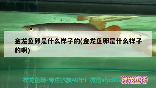 金龍魚卵是什么樣子的(金龍魚卵是什么樣子的啊) 觀賞魚批發(fā)