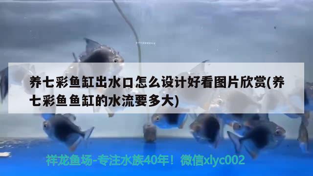 養(yǎng)七彩魚缸出水口怎么設(shè)計(jì)好看圖片欣賞(養(yǎng)七彩魚魚缸的水流要多大)