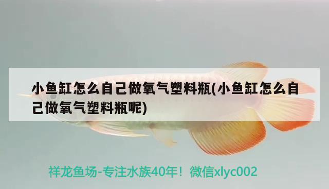 小魚缸怎么自己做氧氣塑料瓶(小魚缸怎么自己做氧氣塑料瓶呢) 黃金招財貓魚 第2張