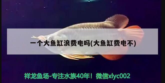 一個(gè)大魚缸浪費(fèi)電嗎(大魚缸費(fèi)電不) 水族維護(hù)服務(wù)（上門）