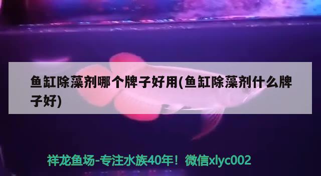 魚(yú)缸除藻劑哪個(gè)牌子好用(魚(yú)缸除藻劑什么牌子好) 祥龍藍(lán)珀金龍魚(yú)