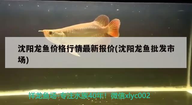 沈陽龍魚價格行情最新報價(沈陽龍魚批發(fā)市場) 龍魚批發(fā)