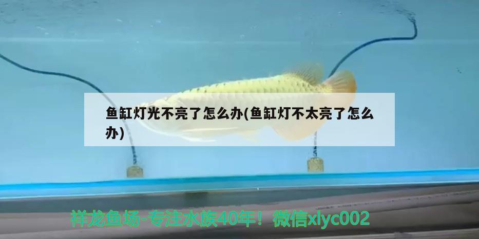 魚(yú)缸燈光不亮了怎么辦(魚(yú)缸燈不太亮了怎么辦) 觀賞魚(yú)飼料