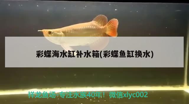 彩蝶海水缸補(bǔ)水箱(彩蝶魚缸換水) 金三間魚