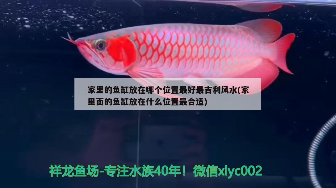 家里的魚缸放在哪個(gè)位置最好最吉利風(fēng)水(家里面的魚缸放在什么位置最合適)