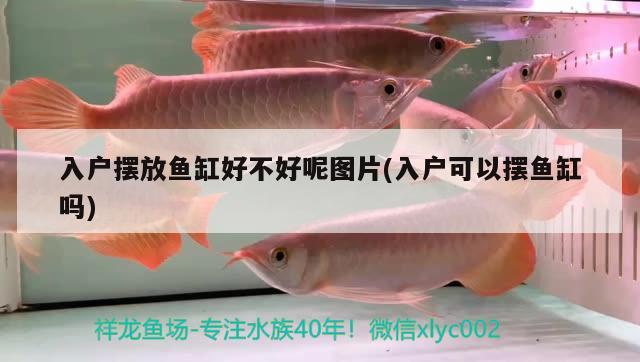 入戶擺放魚缸好不好呢圖片(入戶可以擺魚缸嗎) 哥倫比亞巨暴魚苗