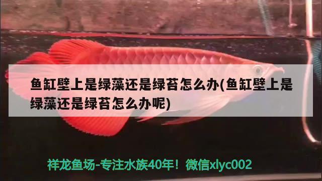 魚缸壁上是綠藻還是綠苔怎么辦(魚缸壁上是綠藻還是綠苔怎么辦呢)