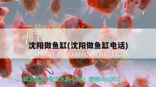 沈陽(yáng)做魚缸(沈陽(yáng)做魚缸電話) 黃金達(dá)摩魚