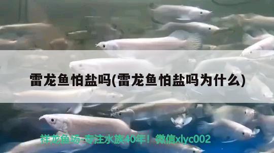 雷龍魚怕鹽嗎(雷龍魚怕鹽嗎為什么)