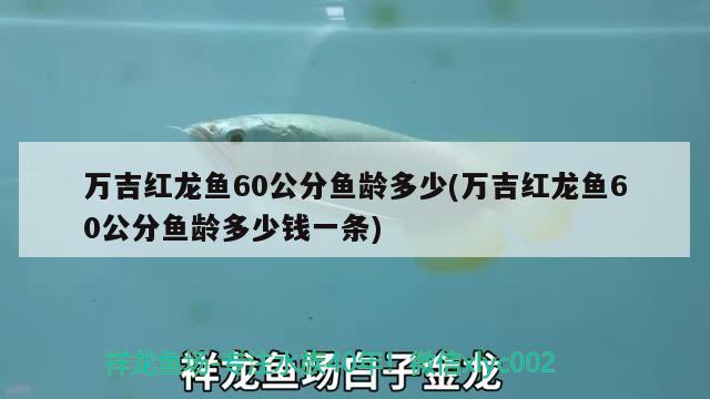 萬吉紅龍魚60公分魚齡多少(萬吉紅龍魚60公分魚齡多少錢一條) 印尼虎苗