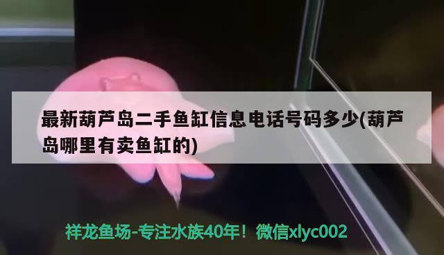 最新葫蘆島二手魚(yú)缸信息電話號(hào)碼多少(葫蘆島哪里有賣(mài)魚(yú)缸的) 暹羅巨鯉