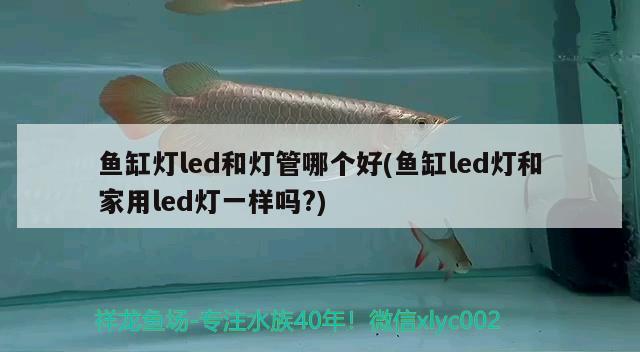 魚(yú)缸燈led和燈管哪個(gè)好(魚(yú)缸led燈和家用led燈一樣嗎?) 藍(lán)底過(guò)背金龍魚(yú)