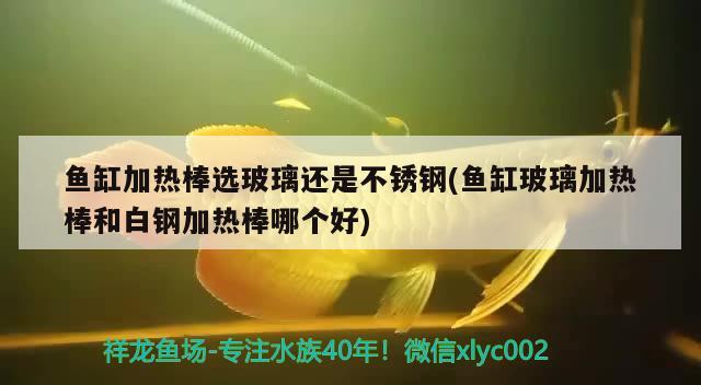 魚缸加熱棒選玻璃還是不銹鋼(魚缸玻璃加熱棒和白鋼加熱棒哪個好) 白子銀龍魚苗