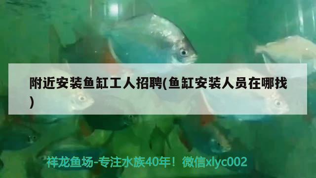 附近安裝魚缸工人招聘(魚缸安裝人員在哪找) 南美異型魚