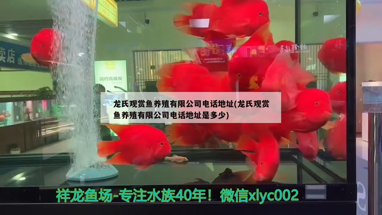 龍氏觀賞魚養(yǎng)殖有限公司電話地址(龍氏觀賞魚養(yǎng)殖有限公司電話地址是多少) 帝王三間魚