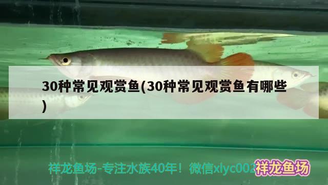 30種常見(jiàn)觀賞魚(yú)(30種常見(jiàn)觀賞魚(yú)有哪些) 蝴蝶鯉魚(yú)苗