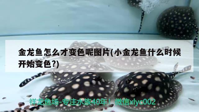 金龍魚怎么才變色呢圖片(小金龍魚什么時候開始變色?) 大嘴鯨魚