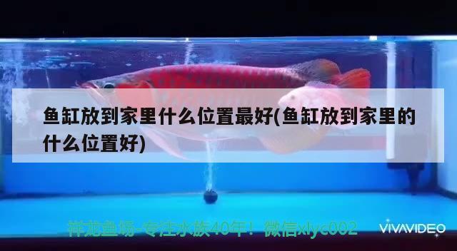 魚缸放到家里什么位置最好(魚缸放到家里的什么位置好)