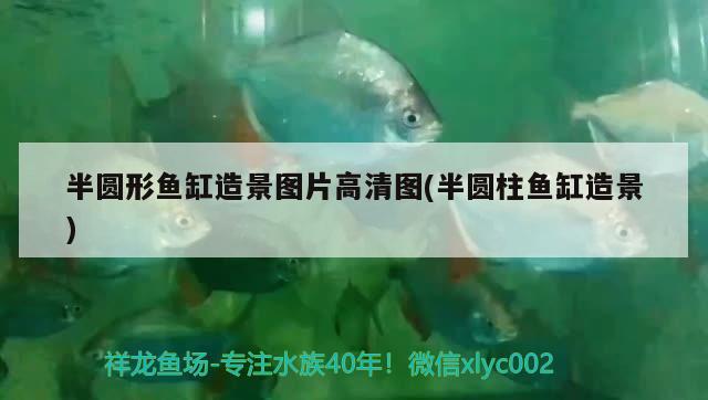 半圓形魚缸造景圖片高清圖(半圓柱魚缸造景) 暹羅巨鯉