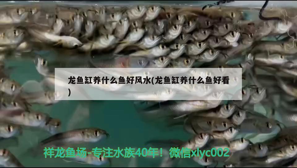 龍魚缸養(yǎng)什么魚好風水(龍魚缸養(yǎng)什么魚好看)