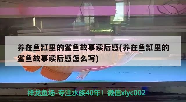 養(yǎng)在魚缸里的鯊魚故事讀后感(養(yǎng)在魚缸里的鯊魚故事讀后感怎么寫)