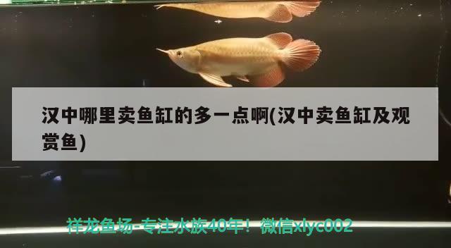 漢中哪里賣魚缸的多一點啊(漢中賣魚缸及觀賞魚) 巴西亞魚苗