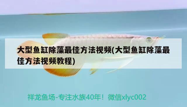 大型魚(yú)缸除藻最佳方法視頻(大型魚(yú)缸除藻最佳方法視頻教程)