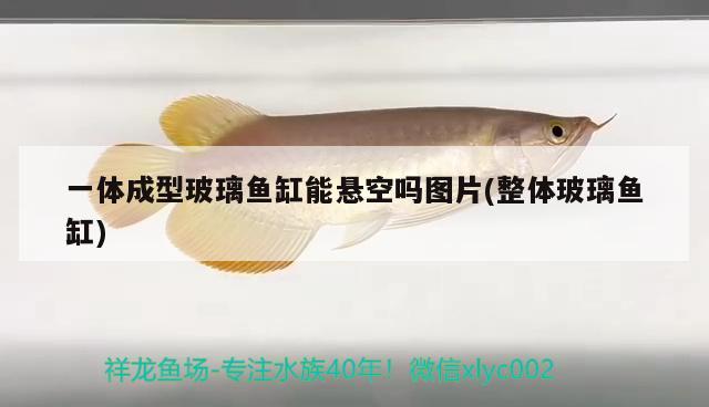 一體成型玻璃魚缸能懸空嗎圖片(整體玻璃魚缸)