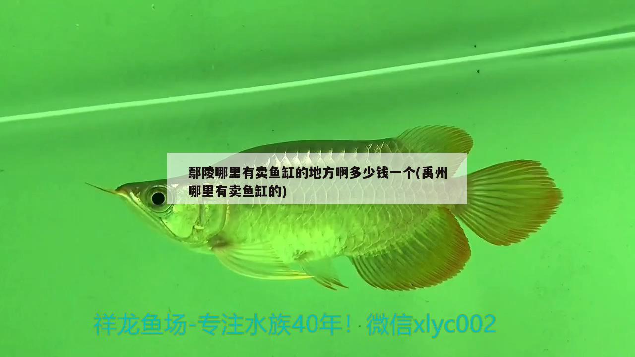 鄢陵哪里有賣魚缸的地方啊多少錢一個(gè)(禹州哪里有賣魚缸的) 金龍魚糧