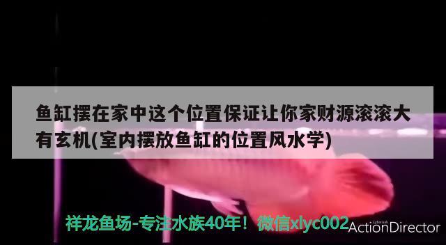 魚缸擺在家中這個(gè)位置保證讓你家財(cái)源滾滾大有玄機(jī)(室內(nèi)擺放魚缸的位置風(fēng)水學(xué))