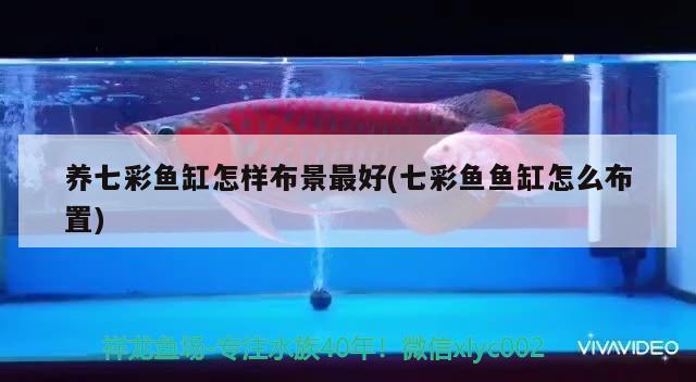 養(yǎng)七彩魚缸怎樣布景最好(七彩魚魚缸怎么布置) 水族維護服務(wù)（上門）