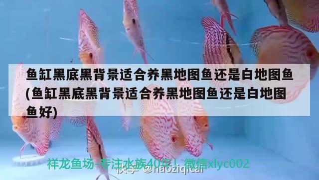 魚缸黑底黑背景適合養(yǎng)黑地圖魚還是白地圖魚(魚缸黑底黑背景適合養(yǎng)黑地圖魚還是白地圖魚好)