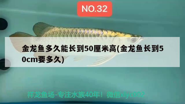 金龍魚多久能長到50厘米高(金龍魚長到50cm要多久) 造景/裝飾