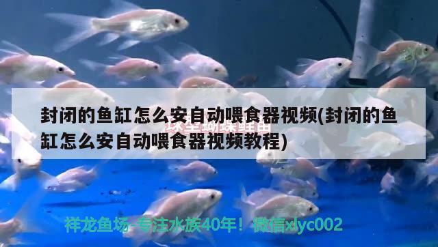 封閉的魚缸怎么安自動喂食器視頻(封閉的魚缸怎么安自動喂食器視頻教程) 喂食器