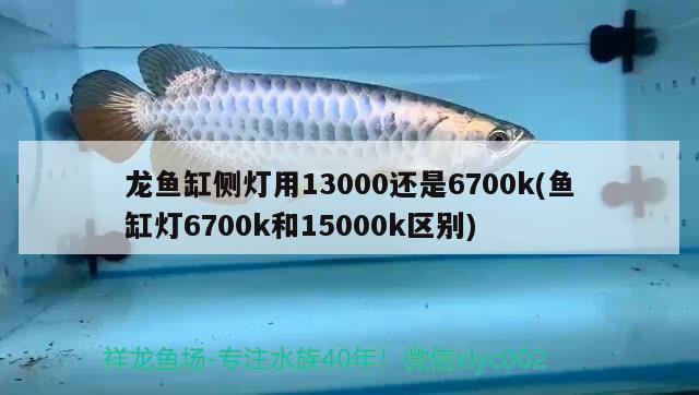 龍魚(yú)缸側(cè)燈用13000還是6700k(魚(yú)缸燈6700k和15000k區(qū)別) 孵化器