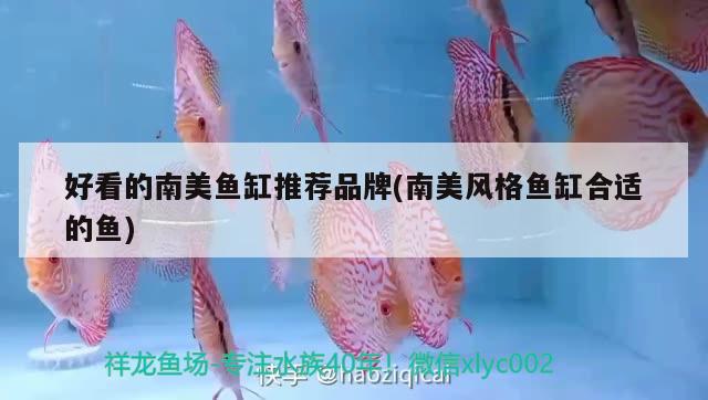 好看的南美魚缸推薦品牌(南美風(fēng)格魚缸合適的魚)