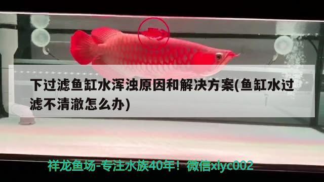 下過(guò)濾魚(yú)缸水渾濁原因和解決方案(魚(yú)缸水過(guò)濾不清澈怎么辦) 魚(yú)缸凈水劑