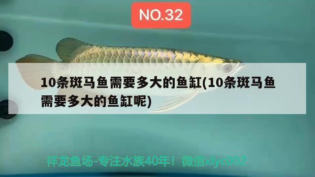 10條斑馬魚需要多大的魚缸(10條斑馬魚需要多大的魚缸呢) 金龍福龍魚