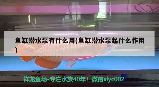 魚缸潛水泵有什么用(魚缸潛水泵起什么作用)