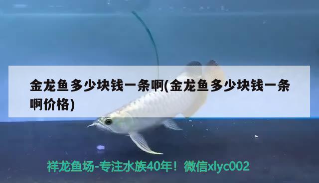 金龍魚多少塊錢一條啊(金龍魚多少塊錢一條啊價格) 撒旦鴨嘴魚