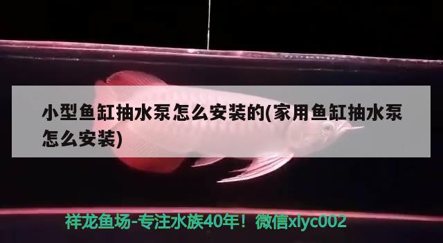 小型魚缸抽水泵怎么安裝的(家用魚缸抽水泵怎么安裝) 紅龍專用魚糧飼料