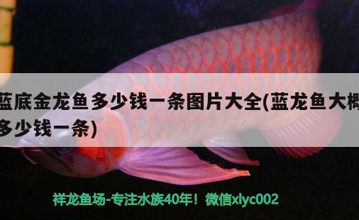 藍底金龍魚多少錢一條圖片大全(藍龍魚大概多少錢一條) 麥肯斯銀版魚