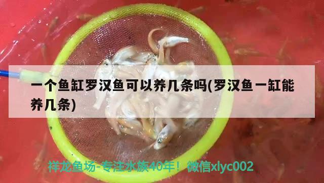 一個(gè)魚缸羅漢魚可以養(yǎng)幾條嗎(羅漢魚一缸能養(yǎng)幾條)