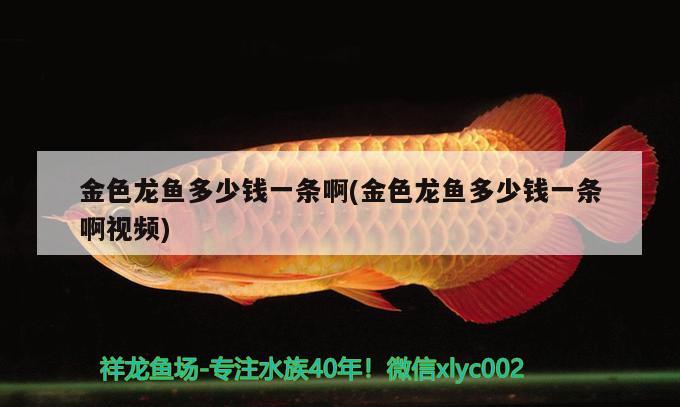 金色龍魚(yú)多少錢一條啊(金色龍魚(yú)多少錢一條啊視頻)