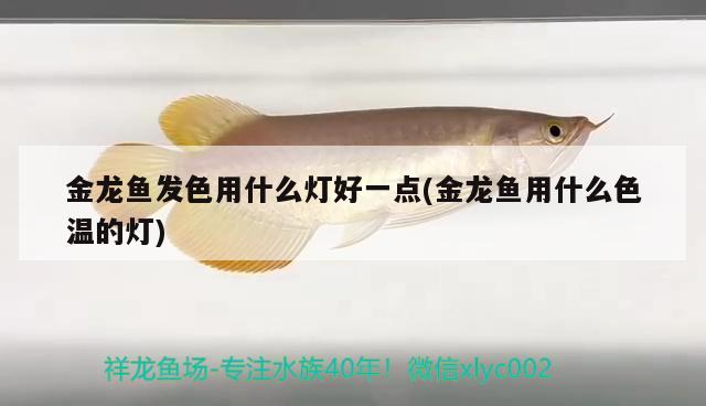 金龍魚(yú)發(fā)色用什么燈好一點(diǎn)(金龍魚(yú)用什么色溫的燈) BD魟魚(yú)