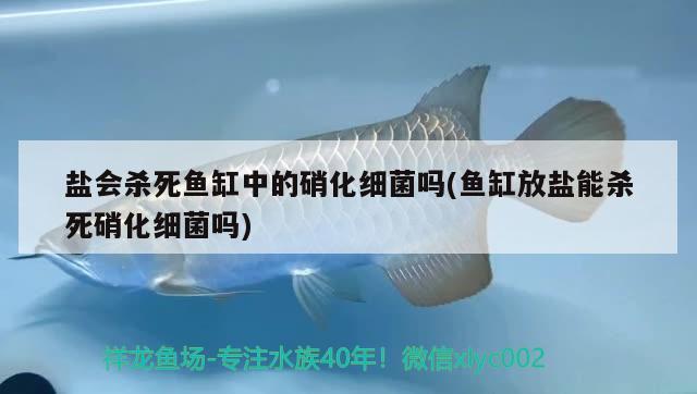 鹽會(huì)殺死魚缸中的硝化細(xì)菌嗎(魚缸放鹽能殺死硝化細(xì)菌嗎) 硝化細(xì)菌